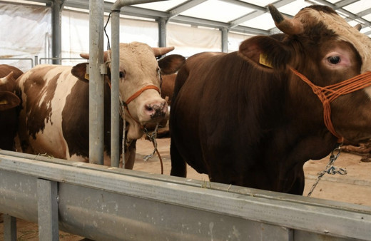 Kızılay vekaleten kurbanlık bağışı 2019 fiyatı ne kadar?