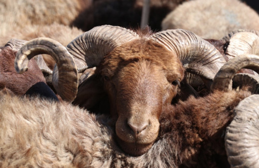 Küçükbaş canlı hayvan kilo fiyatı 2022 kaç para olacak?