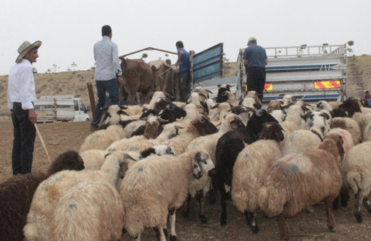 Büyükbaş hayvan kurbanlık canlı kilo fiyatı 2020