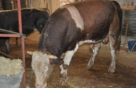 Kredi kartıyla kurban kesilir mi Diyanet taksitle kurbanlık alınır mı?