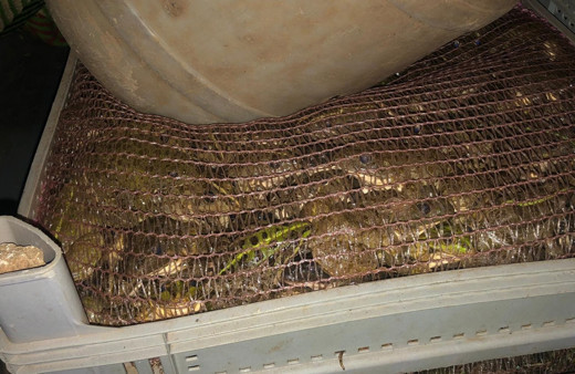 Otomobilde 3 bin canlı kurbağa ele geçirildi