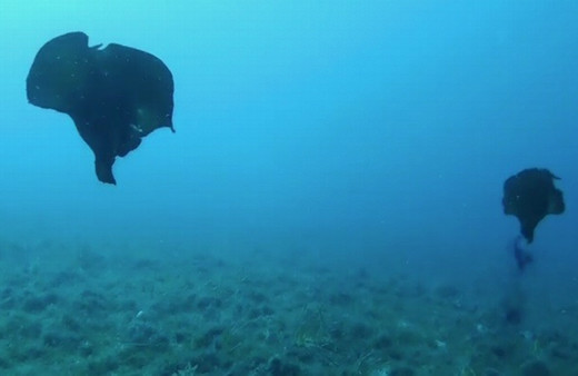 Çanakkale'de deniz tavşanı görüntülendi mor sıvı salgılıyorlar