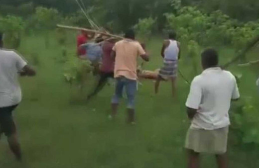 Hindistan'da vahşet! Kaplana öldüresiye dayak kamerada