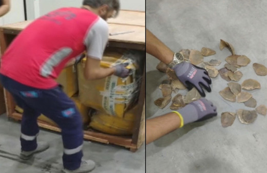 İstanbul Havalimanı'nda ortaya çıktı! Nesli tükenme tehlikesinde olan pangolin pulları servet değerinde