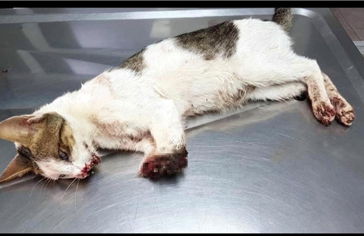 Marmaris'te dövülüp 2 bacağı kesilmiş halde bulunan kedi uyutuluyor!