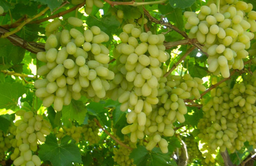 Bu besinler karaciğer yağlanmasını önlüyor