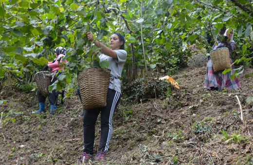 Ordu'da fındık hasatı erken başladı