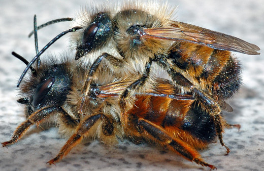 Tatile gelen aile İngiltere'ye bir Türk arısı götürünce alarm verildi
