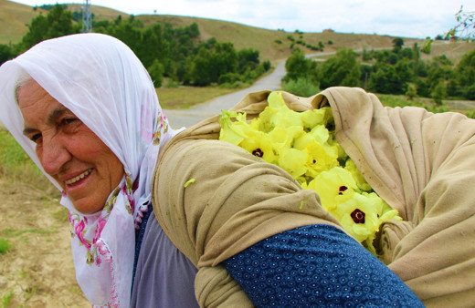 Amasya’nın çeyrek altını bunlar! Çiçek bamyasının kilosu 100 lira