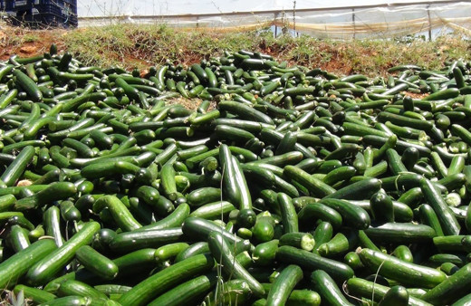 Satılamayan salatalıkları araziye döküyorlar