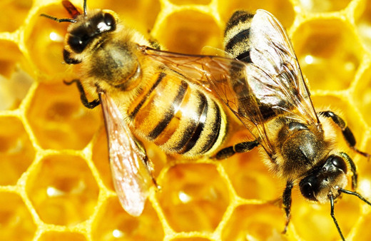 İngiltere'de enteresan alarm! 'Türk arıyı yakalayın'