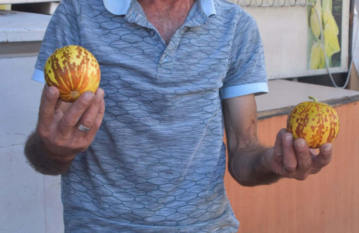 Bu kavunu kimse yemek için almıyor tanesi iki lira ama kokusu muazzam