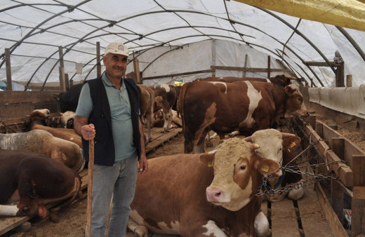 Kurbanlık fiyatları büyükbaş hayvan 2020 hisse fiyatı