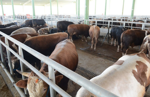 Diyanet vekaleten kurbanlık bağışı kaç para  2020 fiyatı yurtiçi/yurtdışı