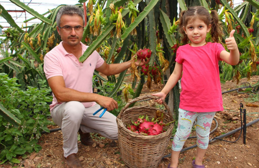Antalya'da denemek için tarlasına ekti! Tanesini 15 liradan satıyor