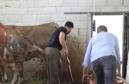 İstanbul'u bırakıp köye taşındılar! 3 kardeş ticaret yerine çiftçi oldu