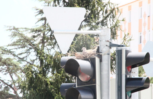 Trafik lambasında bir kumru yuvası! Görenler hayrete düşüyor!