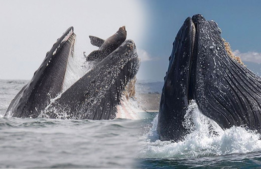 Balinanın deniz aslanını yutma anı görüntülendi sonrasında yaşananlar şaşırttı