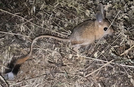 Nesli tükenmek üzereydi Bitlis'te böyle görüntülendi!