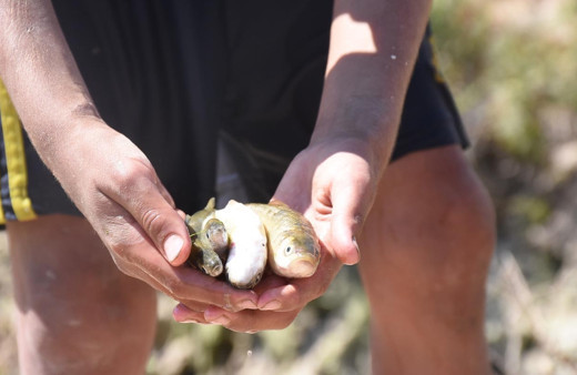 Çalışma nedeniyle suyu kesilince kanaldaki balıklar telef oldu
