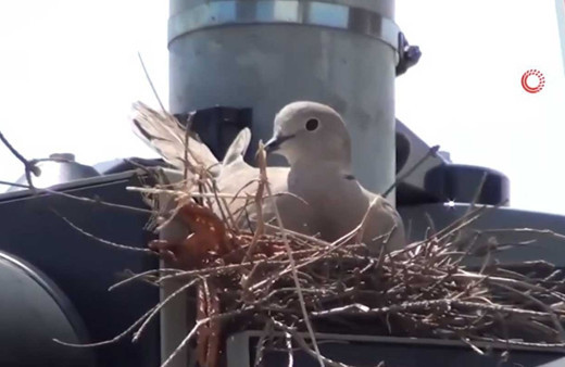 Çorum'da trafik lambasının üzerine yuva yapan kumru