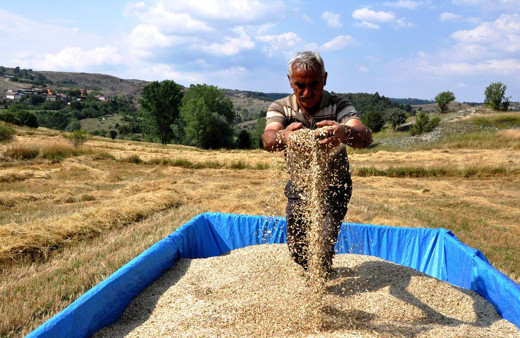 Kastamonu'da genetiği bozulmayan tek buğday türü siyezin hasadı başladı