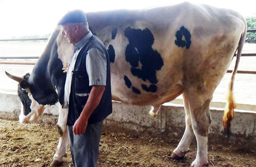 Günde 200 liralık yem yiyor bir buçuk tonluk danayı Cumhurbaşkanı'na satacak