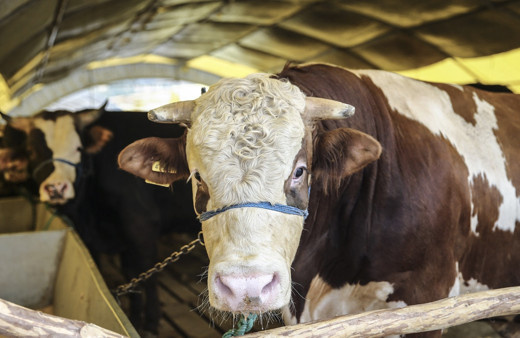 Borcu olan kurban kesebilir mi Diyanet cevabı ne diyor?
