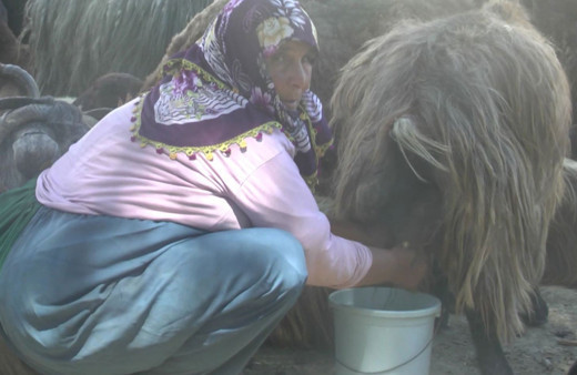 Muşlu vatandaşlar korku içinde peynir ve sütten hastalık kapıyorlar