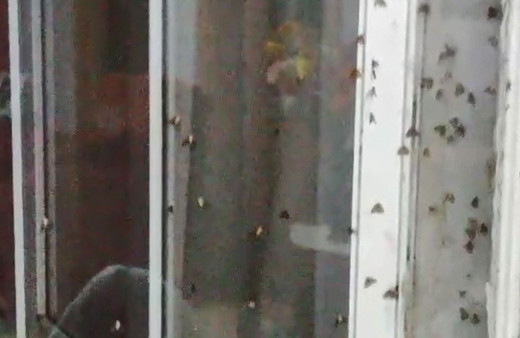 Rize'de vampir kelebek paniği İnsanın üzerine yapışıyorlar ısırıyorlar