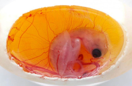 Bilim insanlarından şaşırtan keşif! Kendi cinsiyetlerini kendileri belirliyor