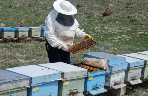 Niğde'de arıcılar bal rekoltesinden umutlu