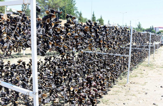 Aydın'ın Nazilli ilçesinden çıkan dolmalık patlıcan dünya sofralarını süslüyor