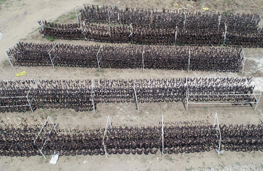 Kışın sapı yakacak oluyor Aydın'da üretilip dünya mutfaklarını süslüyor