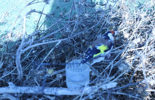 Bartın'da suç üstü yapıldı ağla saka kuşu avlayan kişiye cezası 26 bin lira