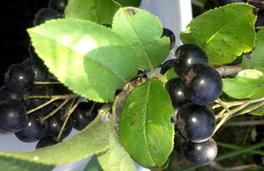 İlk kez Samsun'da üretimi başladıAronia'nın faydaları saymakla bitmiyor