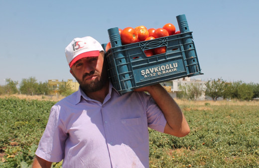 8 yıldır atanamadı! 45 derece sıcaklıkta günlük 65 lira yevmiye ile çalışıyor