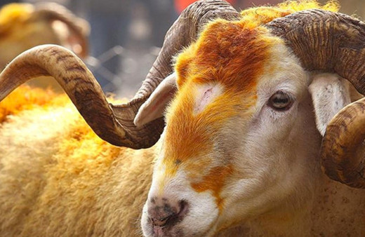 Kurban alırken nelere dikkat edilmeli! Basit gözlemlerle doğru kurbanı seçebilirsiniz