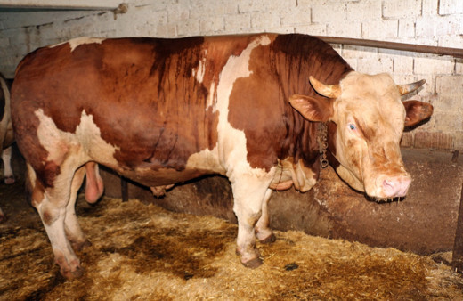 Zonguldak'ta 1,5 tonluk 'Kocaman' isimli boğa 30 bin liradan satılacak