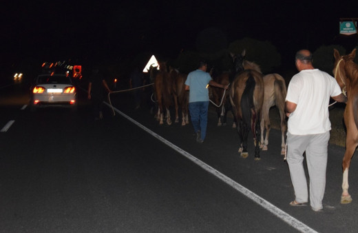 Malatya'da çiftlikten kaçan onlarca yarış atı otoyolu birbirine kattı