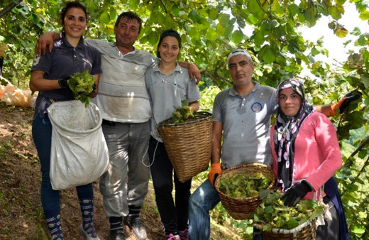 Ordu'da fındık hasadı resmi olarak yarın başlıyor