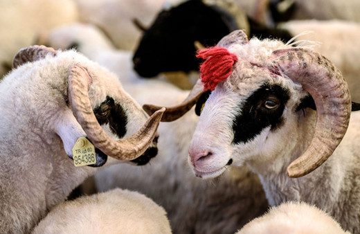 Kurbanlık koyun ve keçi nasıl seçilir neye dikkat edilmeli?