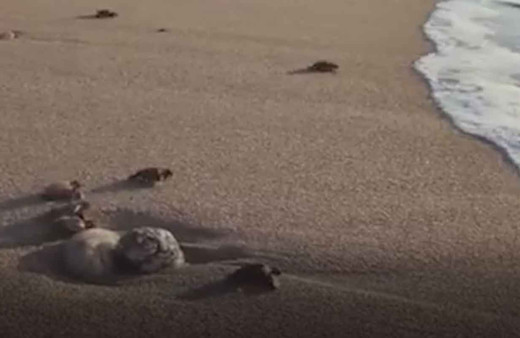 Sağlık Bakanlığından caretta carettalar için video