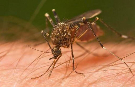 Filipinler'de ülke çapında dang humması salgını tehlikesi