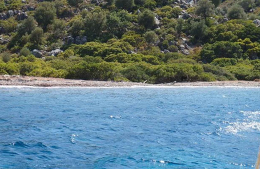 Marmaris'te hayvanseverler adadaki eşek için seferber oldular