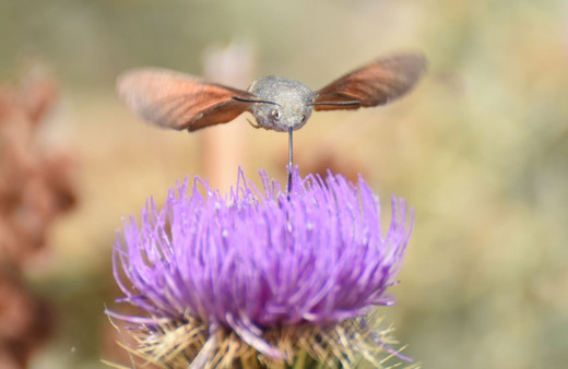 Kars'ta karlar eridi 2 bin 400 rakımlı yaylalarda eşsiz manzaralar ortaya çıktı