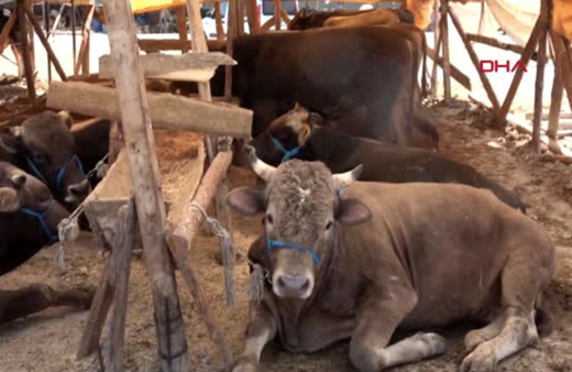 Diyanet vekaletle kurban bedeli 2022 kaç para oldu, nasıl yapılır?