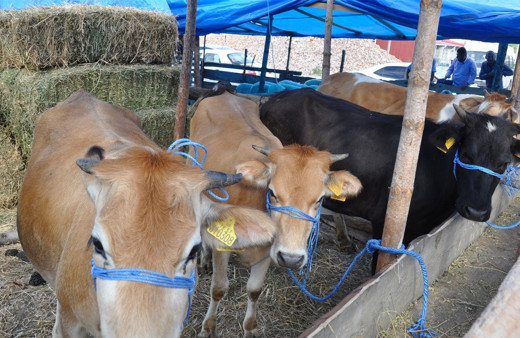 Kurbanlığı doğru seçmezseniz dinen geçersiz olur! Kurbanlık için önemli bilgi