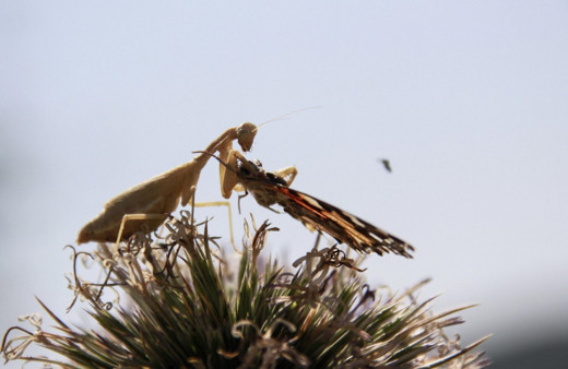 Peygamber devesi avı olan kelebeği böyle yakaladı! İşte o anlar