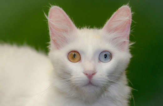 Van kedisi Nazlı doğumda rekor kırdı! Profesör şaşkına döndü